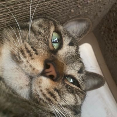 メンバー